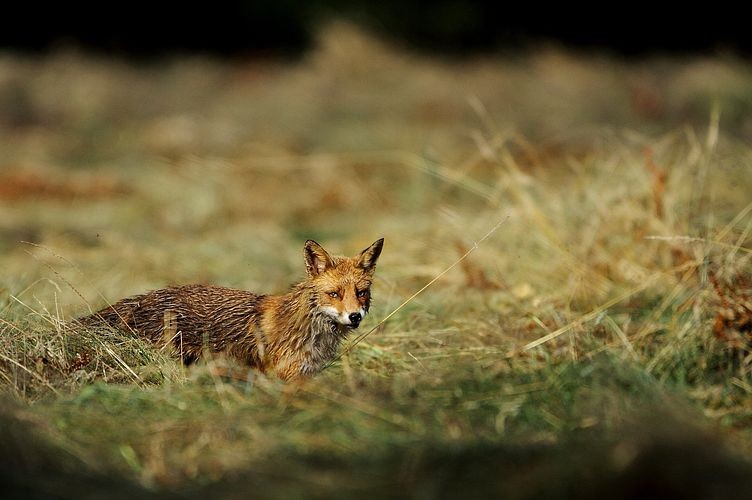 rencontre nature animaux