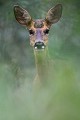 La chevrette aux grandes oreilles se fait tirer le portrait dans l'abondante verdure chevreuil 