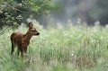 En milieu de journée, les faons sont sortis de la forêt pour un pique-nique à découvert chevreuil, faon 