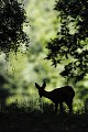 En milieu de journée, la chevrette déjeune à l'ombre chevreuil, chevrette 
