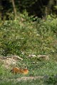 En début de matinée l'été dernier, une chevrette fait un brin de sieste au soleil... chevreuil, chevrette 