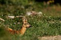 A son réveil, la chevrette ne remarque pas la photographe, et goûte à la douceur d'un matin d'été... chevreuil, chevrette 