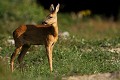 La chevrette se remet debout après sa sieste, va-t-elle voir la photographe ? non.... chevreuil, chevrette 