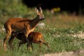 Un faon de la chevrette, qui été jusque là caché dans la végétation, se précipite vers sa mère pour son biberon... chevreuil, chevrette 