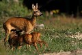 Pendant plusieurs secondes, les jumeaux prennent leur biberon ensemble chevreuil, chevrette, faon 