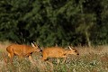 Pendant le rut, la chevrette entraine son partenaire dans d'interminables rondes chevreuil, brocard, chevrette 