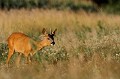 Après le départ du couple de chevreuils, un jeune brocard ressort de sa planque dans les maïs chevreuil, brocard 