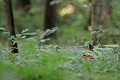 Au petit matin, une chevrette somnole dans les fougères chevreuil, chevrette 