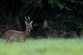 Rencontre avec un grand brocard du bocage normand chevreuil, brocard 