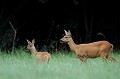 En fin de journée, la chevrette et son faon profitent de la richesse du bocage normand chevreuil, chevrette 