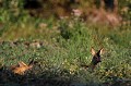 La chevrette pique un petit somme tandis que son faon rumine chevreuil, chevrette, faon 