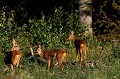 Le deuxième faon, qui était caché dans les buissons, a rejoint son jumeau et sa mère pour le petit dej' chevreuil, chevrette, faon 
