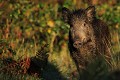 Après sa douche de rosée, le sanglier passe au brushing solaire sanglier 