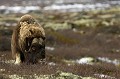 En milieu de matinée, le boeuf musqué prend son repas de lichens  