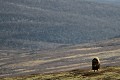 Sur une petite crête, un boeuf fait une pause, le temps d'observer les alentours  