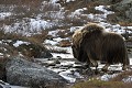 Les boeufs traversent avec prudence la rivière, choisissant soigneusement les pierres où poser leurs sabots  