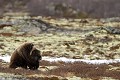 L'épaisse toison des boeufs prend parfois l'allure d'une crinière  