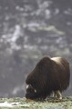 Les boeufs passent une bonne partie de leur temps à se nourrir de lichens  