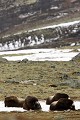 Les températures anormalement douces pour la saison poussent les boeufs à se raffraichir sur les plaques de neige...!  