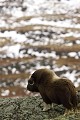 Pendant leurs déplacements, il est fréquent que des animaux se postent sur des points hauts - et ventés ! - pour surveiller les alentours  