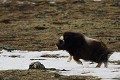 Pris d'une envie de jouer, le jeune boeuf cabriole sur une plaque de neige  