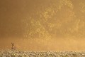 Par un frais matin d'automne, un jeune chevreuil déjeune sur une nappe dorée de brume chevreuil 