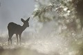 La jeune chevrette se réchauffe dans les premiers rayons du soleil, et n'a cure de ma présence chevreuil, chevrette 