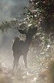 La jeune chevrette profite des pousses tendres de la coupe forestière chevreuil, chevrette 