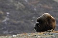 Avec sa bosse et son front massif, le boeuf a indéniablement un petit air de bison...  
