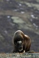 Avec une toison hivernale exceptionnellement dense et épaisse, les boeufs ne craignent ni le vent, ni le froid  