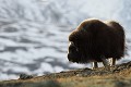 Au gré du vent, de l'ensoleillement et de l'altitude, la neige tombée quelques jours plus tôt persiste sur certaines pentes  