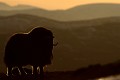 La lumière rasante du soleil offre un point de vue inédit sur les animaux  