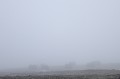 Le jour s'est levé dans un épais brouillard, où on distingue à peine la silhouette des boeufs  