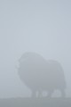 Le brouillard et le terrain ont dissimulé jusqu'au dernier moment ce boeuf, apparu à quelques mètres, et aussi surpris que les photographes....!  