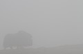 Au gré du terrain et des nappes de brouillard, les animaux apparaissent et disparaissent  