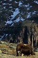 Pendant une bonne partie de l'anéne, les lichens constituent quasiment la seule source de nourriture pour les boeufs  