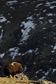 Pendant que la majorité des animaux évoluent en groupe, il se trouve toujours un individu vigie  