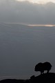 Après une matinée dans le brouillard, les nuages se lèvent et dévoilent les animaux qu'ils dissimulaient  
