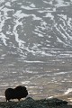 Du haut de son promontoir rocheux, le boeuf a une vue imprenable sur le moindre mouvement dans la vallée  