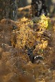 La jeune chevrette prend la pose dans les fougères d'automne flamboyantes chevreuil, chevrette 
