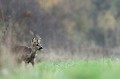 Pour sa sortie du soir, la chevrette reste d'abord prudemment en lisière  