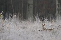 Au petit matin, chevrillard au gagnage dans une coupe forestière recouverte de givre chevreuil, chevrillard 
