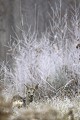 La brume se dissipe et le givre commence à fondre, le brocard perd son écrin blanc  