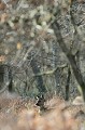 A l'heure du déjeuner, une chevrette a profité de la quiétude en forêt pour paresser à découvert chevreuil 