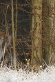 Dans son manteau d'hiver, le chevrillard peut affronter les frimas matinaux chevreuil, chevrillard 