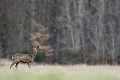 Rassurée par le calme ambiant, la chevrette s'aventure dans la prairie pour son repas chevreuil 