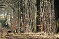 Rencontre avec trois chevreuils sur une allée forestière peu fréquentée chevreuil 