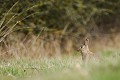 Lapin de garenne de sortie en fin de journée  