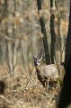 Sous son épais pelage d'hiver, la chevrette cache sa gestation chevreuil, chevrette 