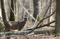 La chevrette se délecte des premiers bourgeons printaniers chevreuil, chevrette 